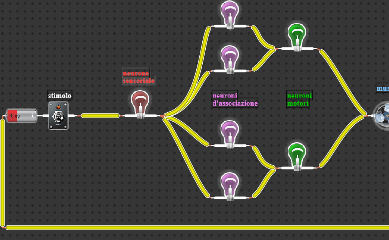 circuito rimandante alla sinapsi